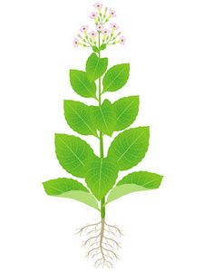 煙草中的放射性 鮮為人知的健康隱患