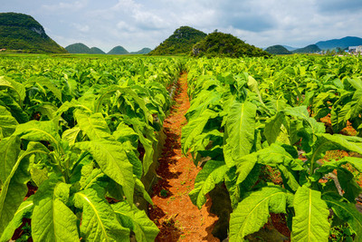 煙田與煙草 歷史、文化與爭議的交織