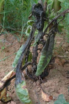 煙草低頭黑病 成因、癥狀與防治策略