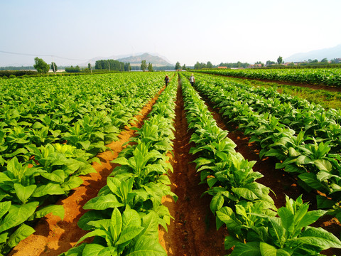 煙草種植 從田間到消費(fèi)的復(fù)雜歷程
